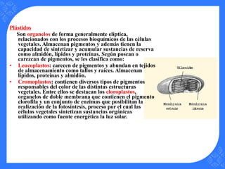 Plástidos
Son organelos de forma generalmente elíptica,
relacionados con los procesos bioquímicos de las células
vegetales. Almacenan pigmentos y además tienen la
capacidad de sintetizar y acumular sustancias de reserva
como almidón, lípidos y proteínas. Según posean o
carezcan de pigmentos, se les clasifica como:
• Leucoplastos: carecen de pigmentos y abundan en tejidos
de almacenamiento como tallos y raíces. Almacenan
lípidos, proteínas y almidón.
• Cromoplastos: contienen diversos tipos de pigmentos
responsables del color de las distintas estructuras
vegetales. Entre ellos se destacan los cloroplastos,
organelos de doble membrana que contienen el pigmento
clorofila y un conjunto de enzimas que posibilitan la
realización de la fotosíntesis, proceso por el cual las
células vegetales sintetizan sustancias orgánicas
utilizando como fuente energética la luz solar.
 