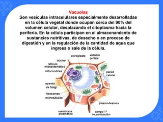 Vacuolas
Son vesículas intracelulares especialmente desarrolladas
en la célula vegetal donde ocupan cerca del 90% del
volumen celular, desplazando el citoplasma hacia la
periferia. En la célula participan en el almacenamiento de
sustancias nutritivas, de desecho o en proceso de
digestión y en la regulación de la cantidad de agua que
ingresa o sale de la célula.
 