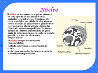 Núcleo
El núcleo es una estructura que se presenta
en todo tipo de célula, excepto en las
bacterias y cianobacteias. Comúnmente
existe un núcleo por célula, si bien algunas
células carecen de éste (como el glóbulo rojo)
y otras son bi o plurinucleadas (como las
células del músculo esquelético). La forma
nuclear es variable dependiendo en gran
parte de la forma celular, en tanto su tamaño
guarda relación con el volumen
citoplasmático.
El núcleo cumple dos funciones
fundamentales:
• controla la herencia y la reproducción
celular.
• actúa como regulados de la mayor parte de
la actividad citoplasmática.
 