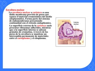 Envoltura nuclear
La envoltura nuclear o carioteca es una
doble membrana provista de poros que
separa el material cromosómico del medio
citoplasmático. Forma parte del sistema
de endomembranas presentando
continuidad con el retículo endoplásmico.
La superficie externa de la carioteca suele
presentar ribosomas adheridos, mientras
que a la superficie interna se adosan
gránulos de cromatina. A través de los
poros de la envoltura se mantiene un
intercambio permanente de materiales
entre el carioplasma y el citoplasma.
 