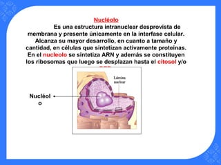 Nucléolo
Es una estructura intranuclear desprovista de
membrana y presente únicamente en la interfase celular.
Alcanza su mayor desarrollo, en cuanto a tamaño y
cantidad, en células que sintetizan activamente proteínas.
En el nucleolo se sintetiza ARN y además se constituyen
los ribosomas que luego se desplazan hasta el citosol y/o
RER
Nucléol
o
 