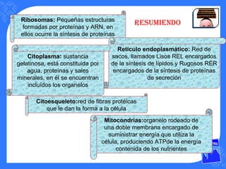 Ribosomas: Pequeñas estructuras
formadas por proteínas y ARN, en
ellos ocurre la síntesis de proteínas
Retículo endoplasmático: Red de
sacos, llamados Lisos REL encargados
de la síntesis de lípidos y Rugosos RER
encargados de la síntesis de proteínas
de secreción
Citoplasma: sustancia
gelatinosa, está constituida por
agua, proteínas y sales
minerales, en él se encuentran
incluídos los organelos
Citoesqueleto:red de fibras protéicas
que le dan la forma a la célula
Mitocondrias:organelo rodeado de
una doble membrana encargado de
suministrar energía que utiliza la
célula, produciendo ATPde la energía
contenida de los nutrientes
resumiendo
 