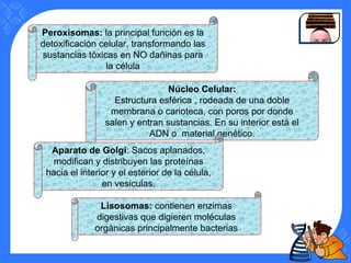 Peroxisomas: la principal función es la
detoxificación celular, transformando las
sustancias tóxicas en NO dañinas para
la célula
Núcleo Celular:
Estructura esférica , rodeada de una doble
membrana o carioteca, con poros por donde
salen y entran sustancias. En su interior está el
ADN o material genético.
Aparato de Golgi: Sacos aplanados,
modifican y distribuyen las proteínas
hacia el interior y el esterior de la célula,
en vesiculas.
Lisosomas: contienen enzimas
digestivas que digieren moléculas
orgánicas principalmente bacterias
 