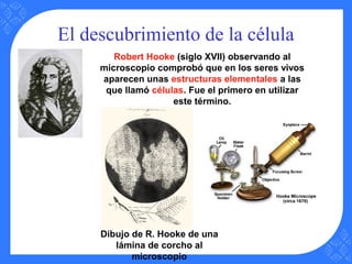 El descubrimiento de la célula
Robert Hooke (siglo XVII) observando al
microscopio comprobó que en los seres vivos
aparecen unas estructuras elementales a las
que llamó células. Fue el primero en utilizar
este término.
Dibujo de R. Hooke de una
lámina de corcho al
microscopio
 