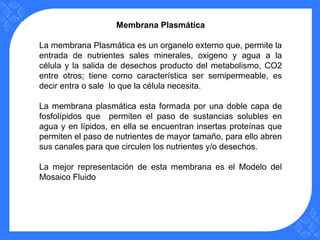 Membrana Plasmática
La membrana Plasmática es un organelo externo que, permite la
entrada de nutrientes sales minerales, oxigeno y agua a la
célula y la salida de desechos producto del metabolismo, CO2
entre otros; tiene como característica ser semipermeable, es
decir entra o sale lo que la célula necesita.
La membrana plasmática esta formada por una doble capa de
fosfolípidos que permiten el paso de sustancias solubles en
agua y en lípidos, en ella se encuentran insertas proteínas que
permiten el paso de nutrientes de mayor tamaño, para ello abren
sus canales para que circulen los nutrientes y/o desechos.
La mejor representación de esta membrana es el Modelo del
Mosaico Fluido
 