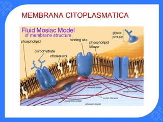 MEMBRANA CITOPLASMATICA
 
