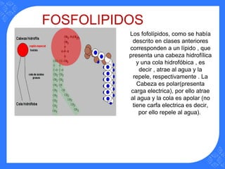 FOSFOLIPIDOS
Los fofolípidos, como se había
descrito en clases anteriores
corresponden a un lípido , que
presenta una cabeza hidrofílica
y una cola hidrofóbica , es
decir , atrae al agua y la
repele, respectivamente . La
Cabeza es polar(presenta
carga electrica), por ello atrae
al agua y la cola es apolar (no
tiene carfa electrica es decir,
por ello repele al agua).
 