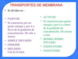 TRANSPORTES DE MEMBRANA
• Se dividen en :
• PASIVOS:
• Se caracteriza por no
gastar energía y por ir a
favor de la gradiente de
concentración. De más a
menos.
• SIMPLE DIFUSIÓN
• OSMOSIS
• DIFUSIÓN
FACILITADA
• ACTIVOS:
• Se caracteriza por gastar
energía y por ir a contra
de la gradiente de
concentración. De menos
a más.
• BOMBA SODIO-
POTASIO.
• ENDOCITOSIS.
• EXOCITOSIS.
 