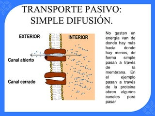 TRANSPORTE PASIVO:
SIMPLE DIFUSIÓN.
No gastan en
energía van de
donde hay más
hacia donde
hay menos, de
forma simple
pasan a través
de la
membrana. En
el ejemplo
pasan a través
de la proteina
abren algunos
canales para
pasar
 