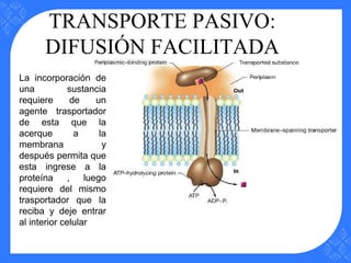 TRANSPORTE PASIVO:
DIFUSIÓN FACILITADA
La incorporación de
una sustancia
requiere de un
agente trasportador
de esta que la
acerque a la
membrana y
después permita que
esta ingrese a la
proteína , luego
requiere del mismo
trasportador que la
reciba y deje entrar
al interior celular
 