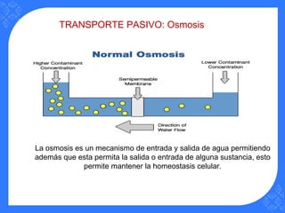 TRANSPORTE PASIVO: Osmosis
La osmosis es un mecanismo de entrada y salida de agua permitiendo
además que esta permita la salida o entrada de alguna sustancia, esto
permite mantener la homeostasis celular.
 