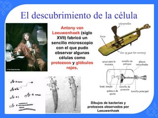 El descubrimiento de la célula
Antony van
Leeuwenhoek (siglo
XVII) fabricó un
sencillo microscopio
con el que pudo
observar algunas
células como
protozoos y glóbulos
rojos.
Dibujos de bacterias y
protozoos observados por
Leeuwenhoek
 