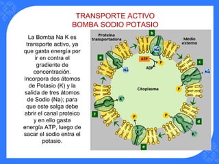 TRANSPORTE ACTIVO
BOMBA SODIO POTASIO
La Bomba Na K es
transporte activo, ya
que gasta energía por
ir en contra el
gradiente de
concentración.
Incorpora dos átomos
de Potasio (K) y la
salida de tres átomos
de Sodio (Na); para
que este salga debe
abrir el canal proteico
y en ello gasta
energía ATP, luego de
sacar el sodio entra el
potasio.
 