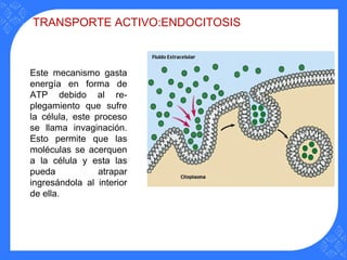 TRANSPORTE ACTIVO:ENDOCITOSIS
Este mecanismo gasta
energía en forma de
ATP debido al re-
plegamiento que sufre
la célula, este proceso
se llama invaginación.
Esto permite que las
moléculas se acerquen
a la célula y esta las
pueda atrapar
ingresándola al interior
de ella.
 