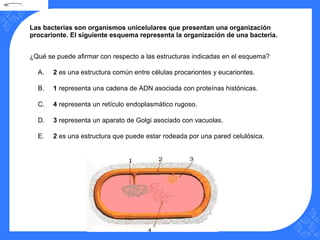 Las bacterias son organismos unicelulares que presentan una organización
procarionte. El siguiente esquema representa la organización de una bacteria.
¿Qué se puede afirmar con respecto a las estructuras indicadas en el esquema?
A. 2 es una estructura común entre células procariontes y eucariontes.
B. 1 representa una cadena de ADN asociada con proteínas histónicas.
C. 4 representa un retículo endoplasmático rugoso.
D. 3 representa un aparato de Golgi asociado con vacuolas.
E. 2 es una estructura que puede estar rodeada por una pared celulósica.
 