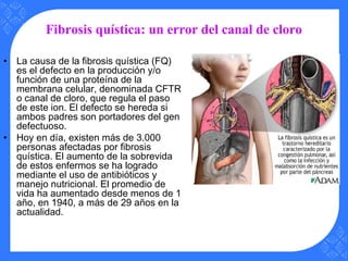 Fibrosis quística: un error del canal de cloro
• La causa de la fibrosis quística (FQ)
es el defecto en la producción y/o
función de una proteína de la
membrana celular, denominada CFTR
o canal de cloro, que regula el paso
de este ion. El defecto se hereda si
ambos padres son portadores del gen
defectuoso.
• Hoy en día, existen más de 3.000
personas afectadas por fibrosis
quística. El aumento de la sobrevida
de estos enfermos se ha logrado
mediante el uso de antibióticos y
manejo nutricional. El promedio de
vida ha aumentado desde menos de 1
año, en 1940, a más de 29 años en la
actualidad.
 