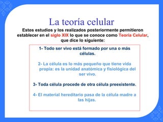 La teoría celular
Estos estudios y los realizados posteriormente permitieron
establecer en el siglo XIX lo que se conoce como Teoría Celular,
que dice lo siguiente:
1- Todo ser vivo está formado por una o más
células.
2- La célula es lo más pequeño que tiene vida
propia: es la unidad anatómica y fisiológica del
ser vivo.
3- Toda célula procede de otra célula preexistente.
4- El material hereditario pasa de la célula madre a
las hijas.
 