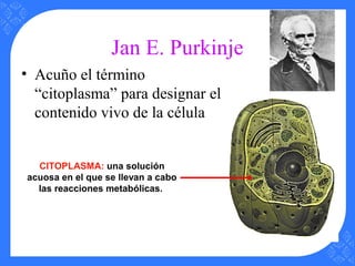 Jan E. Purkinje
• Acuño el término
“citoplasma” para designar el
contenido vivo de la célula
CITOPLASMA: una solución
acuosa en el que se llevan a cabo
las reacciones metabólicas.
 