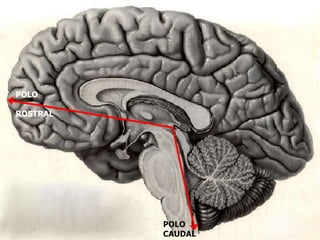 POLO   ROSTRAL POLO CAUDAL 