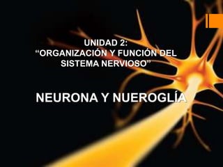 UNIDAD 2:
“ORGANIZACIÓN Y FUNCIÓN DEL
SISTEMA NERVIOSO”
NEURONA Y NUEROGLÍA
 