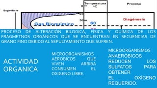 PROCESO DE ALTERACIÓN BILOGICA, FÍSICA Y QUÍMICA DE LOS
FRAGMETNOS ORGÁNICOS QUE SE ENCUENTRAN EN SECUENCIAS DE
GRANO FINO DEBIDO AL SEPULTAMIENTO QUE SUFREN.
ACTIVIDAD
ORGANICA
MICROORGANISMOS
AEROBICOS QUE
VIVEN ARRIBA
CONSUMEN EL
OXIGENO LIBRE.
MICROORGANISMOS
ANAERÓBICOS
REDUCEN LOS
SULFATOS PARA
OBTENER
EL OXÍGENO
REQUERIDO.
 