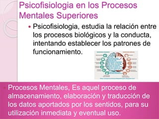 Psicofisiologia en los Procesos
Mentales Superiores
 Psicofisiologia, estudia la relación entre
los procesos biológicos y la conducta,
intentando establecer los patrones de
funcionamiento.
 Procesos Mentales, Es aquel proceso de
almacenamiento, elaboración y traducción de
los datos aportados por los sentidos, para su
utilización inmediata y eventual uso.
 