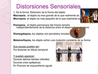 Distorsiones Sensoriales
1. De la forma: Distorsión de la forma del objeto
Macropsia, el objeto es mas grande de lo que realmente es.
Mocropsia, el objeto es mas pequeño de lo que realmente es.
Pomopsia, el objeto permanece del mismo tamaño
independientemente de la distancia entre el observador y el mismo
Dismegalopsia, los objetos son percibidos torcidos
Metamorfopsia, los objeto sufren una mutación constante de su forma
Sus causas pueden ser;
Por lesiones en lóbulo temporal
Y pueden aparecer;
Durante delirios febriles infantiles
Durante crisis epilépticas
En Psicosis de esquizofrenia aguda
 