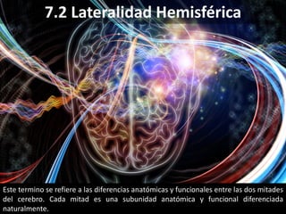 Este termino se refiere a las diferencias anatómicas y funcionales entre las dos mitades
del cerebro. Cada mitad es una subunidad anatómica y funcional diferenciada
naturalmente.
7.2 Lateralidad Hemisférica
 