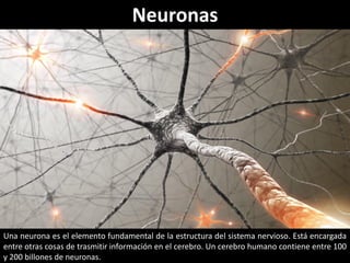 Neuronas
Una neurona es el elemento fundamental de la estructura del sistema nervioso. Está encargada
entre otras cosas de trasmitir información en el cerebro. Un cerebro humano contiene entre 100
y 200 billones de neuronas.
 