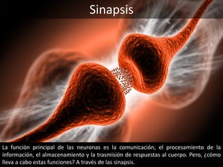 Sinapsis
La función principal de las neuronas es la comunicación, el procesamiento de la
información, el almacenamiento y la trasmisión de respuestas al cuerpo. Pero, ¿cómo
lleva a cabo estas funciones? A través de las sinapsis.
 