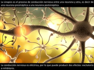 La sinapsis es el proceso de conducción nerviosa entre una neurona y otra, es decir de
una neurona presináptica a una neurona postsináptica.
La conducción nerviosa es eléctrica, por lo que puede producir dos efectos: excitatorio
o inhibitorio.
 