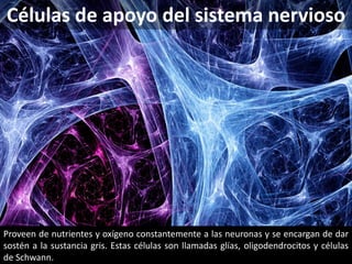 Proveen de nutrientes y oxígeno constantemente a las neuronas y se encargan de dar
sostén a la sustancia gris. Estas células son llamadas glías, oligodendrocitos y células
de Schwann.
Células de apoyo del sistema nervioso
 
