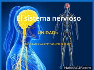UNIDAD 2
MPLO PATRICIA LIZETTE GONZÁLEZ PÉREZ
El sistema nervioso
 