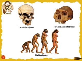Cráneo Australopitecus
Bipidestación
Cráneo Sapiens
8
 
