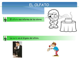 EL OLFATO El  olfato  nos informa de los olores. La  nariz  es el órgano del olfato.  