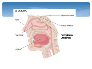 Receptores Olfatorios 