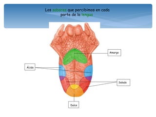 Amargo Ácido Dulce Salado Los  sabores  que percibimos en cada parte de la  lengua 