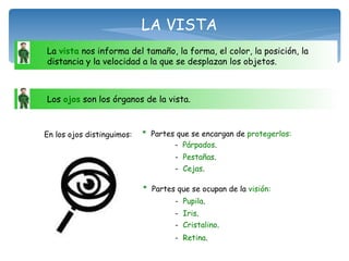 LA VISTA La  vista  nos informa del tamaño, la forma, el color, la posición, la distancia y la velocidad a la que se desplazan los objetos.  Los  ojos  son los órganos de la vista.  En los ojos distinguimos: *   Partes que se encargan de  protegerlos: *   Partes que se ocupan de la  visión: -  Párpados . -  Pestañas . -  Cejas . -  Pupila . -  Iris . -  Cristalino . -  Retina . 
