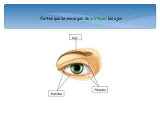 Ceja Pestañas Párpados Partes que se encargan de  proteger  los ojos 
