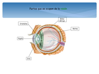 Cristalino Partes que se ocupan de la  visión Pupila Iris Retina Globo del ojo 