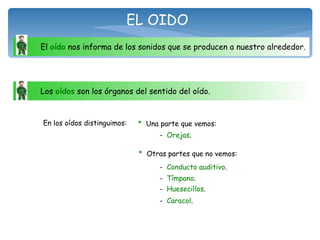 EL OIDO El  oído  nos informa de los sonidos que se producen a nuestro alrededor. Los  oídos  son los órganos del sentido del oído.  En los oídos distinguimos: *   Una parte que vemos: *   Otras partes que no vemos: -  Orejas . -  Conducto auditivo . -  Tímpano . -  Huesecillos . -  Caracol . 