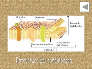 Unidad 2   repaso - ees 8