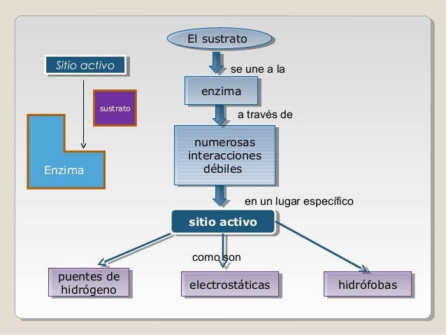 11+ Mapa Conceptual De Enzimas PNG Tipos