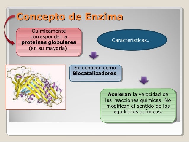Unidad 2. resumen enzimas