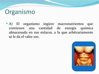 A) El organismo ingiere macronutrientes que contienen una cantidad de energía química almacenada en sus enlaces, a la que arbitrariamente se le da el valor 100. 