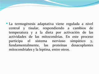 La termogénesis adaptativa viene regulada a nivel central y tisular, respondiendo a cambios de temperatura y a la dieta por activación de las actividades de las mitocondrias. En este proceso participa el sistema nervioso simpático y, fundamentalmente, las proteínas desacoplantes mitocondriales y la leptina, entre otros. 