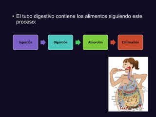 • El tubo digestivo contiene los alimentos siguiendo este
proceso:
Ingestión Digestión Absorción Eliminación
 
