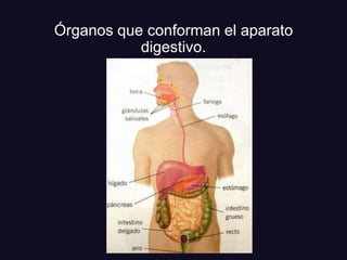 Órganos que conforman el aparato
digestivo.
 