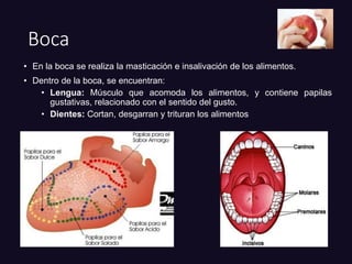 Boca
• En la boca se realiza la masticación e insalivación de los alimentos.
• Dentro de la boca, se encuentran:
• Lengua: Músculo que acomoda los alimentos, y contiene papilas
gustativas, relacionado con el sentido del gusto.
• Dientes: Cortan, desgarran y trituran los alimentos
 