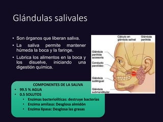 Glándulas salivales
• Son órganos que liberan saliva.
• La saliva permite mantener
húmeda la boca y la faringe.
• Lubrica los alimentos en la boca y
los disuelve, iniciando una
digestión química.
COMPONENTES DE LA SALIVA
• 99.5 % AGUA
• 0.5 SOLUTOS
• Enzimas bacteriolíticas: destruye bacterias
• Enzima amilasa: Desglosa almidón
• Enzima lipasa: Desglosa las grasas
 